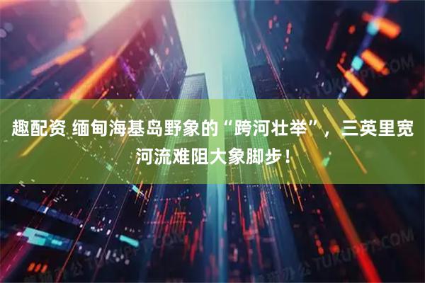 趣配资 缅甸海基岛野象的“跨河壮举”，三英里宽河流难阻大象脚步！