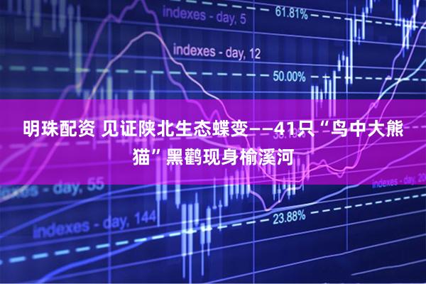 明珠配资 见证陕北生态蝶变——41只“鸟中大熊猫”黑鹳现身榆溪河